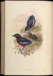 Pitta ussheri = Erythropitta ussheri